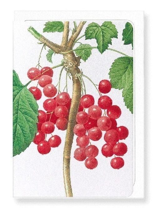 RED CURRANTS (DETAIL): Greeting Card