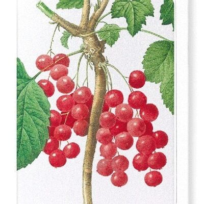 RED CURRANTS (DETAIL): Greeting Card