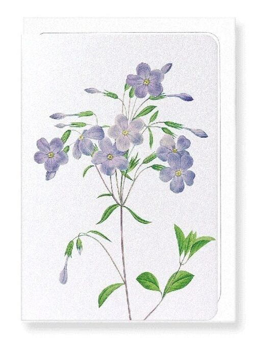 PHLOX (DETAIL): Greeting Card