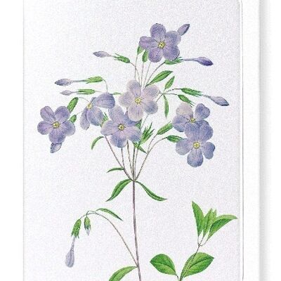 PHLOX (DETAIL): Greeting Card