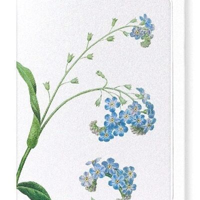 FORGET ME NOT FLOWER (DETAIL): Greeting Card