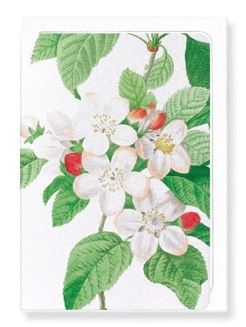 FLORES MALI OF THE APPLE TREE (DETAIL): Greeting Card