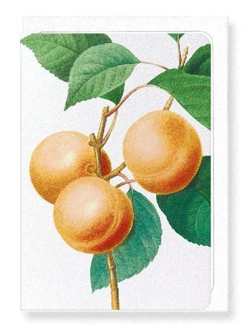 APRICOT (DETAIL): Greeting Card