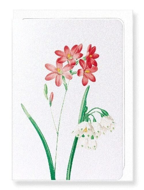 IXIA SCARIOSA (DETAIL): Greeting Card