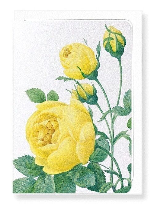 YELLOW ROSE (DETAIL): Greeting Card