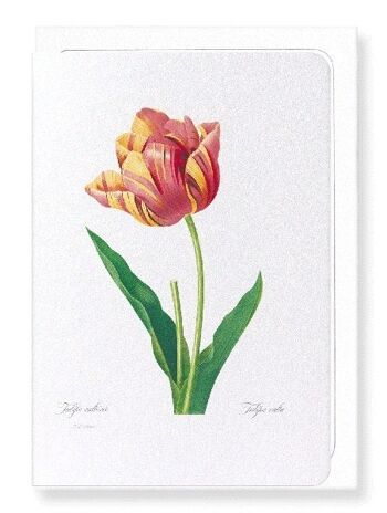 TULIPE (DÉTAIL): Carte de vœux 3