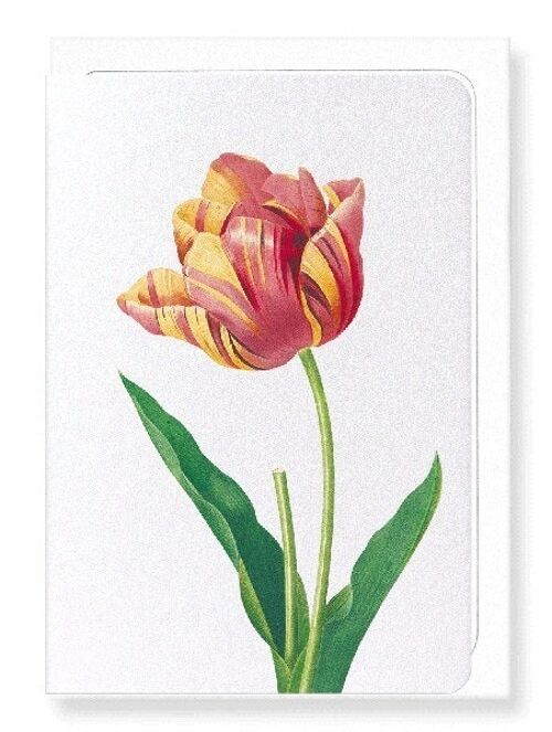 TULIP (DETAIL): Greeting Card