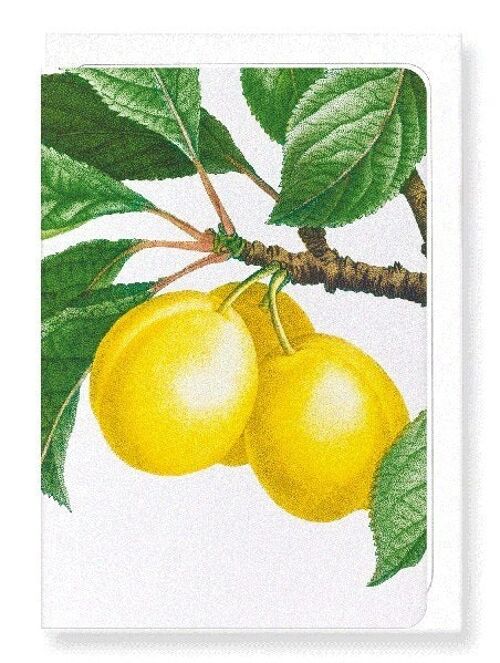 PLUMS ON A BRANCH  (DETAIL): Greeting Card