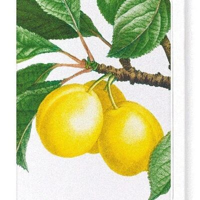 PLUMS ON A BRANCH  (DETAIL): Greeting Card