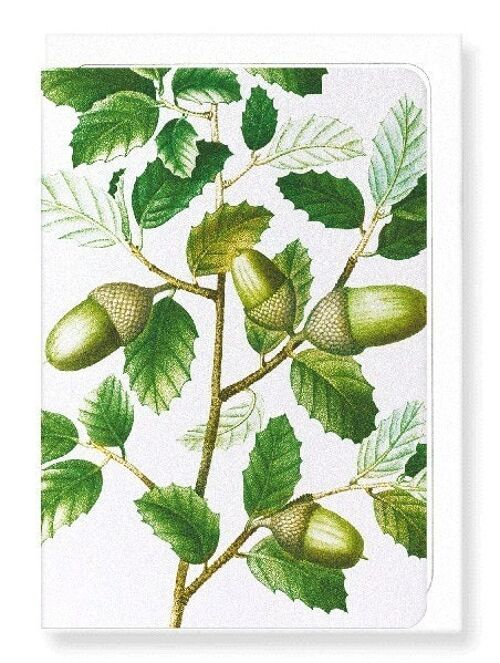 CORK OAK TREE ACORNS (DETAIL): Greeting Card