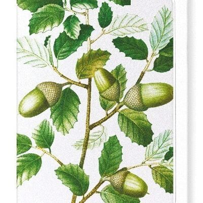 CORK OAK TREE ACORNS (DETAIL): Greeting Card