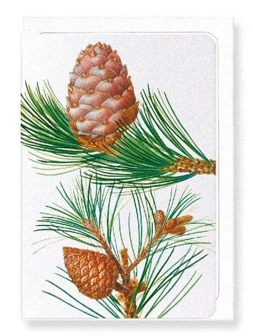 ALEPPO PINE & CONIFER CONES (DETAIL): Greeting Card