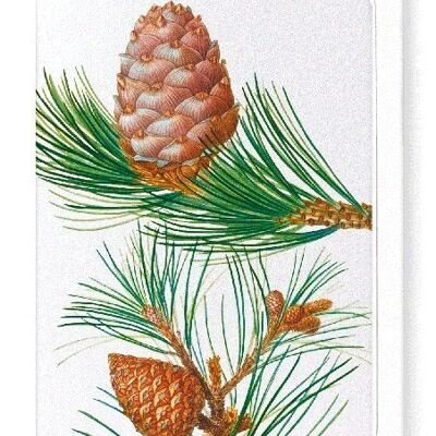 ALEPPO PINE & CONIFER CONES (DETAIL): Greeting Card