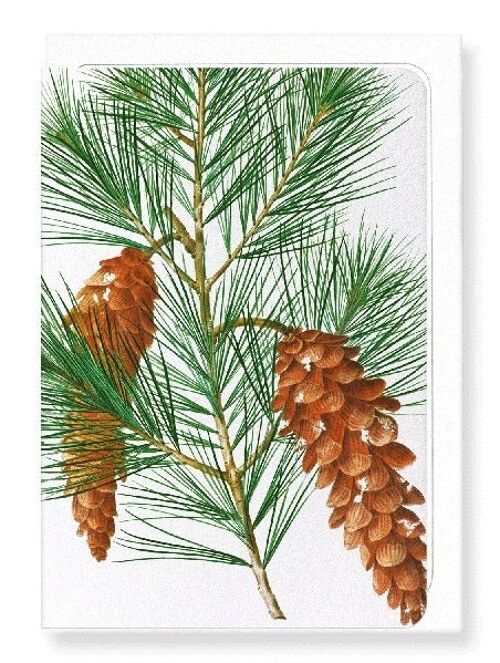 WHITE PINE (DETAIL): Greeting Card