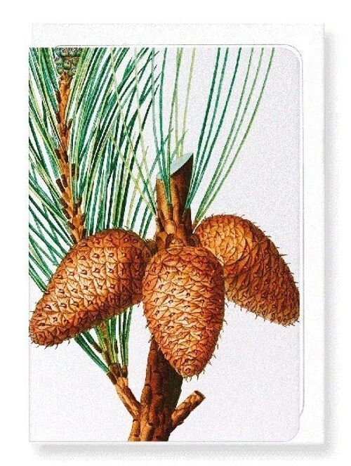 PITCH PINE (DETAIL): Greeting Card