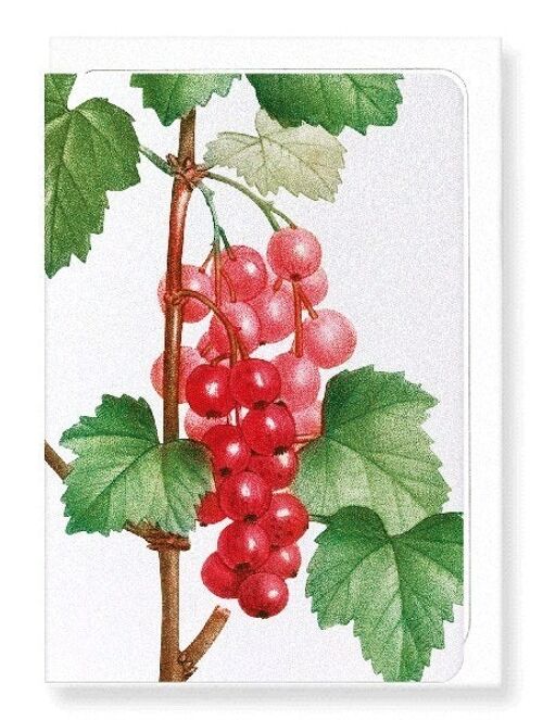 REDCURRANT FRUIT (DETAIL): Greeting Card