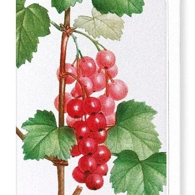 REDCURRANT FRUIT (DETAIL): Greeting Card