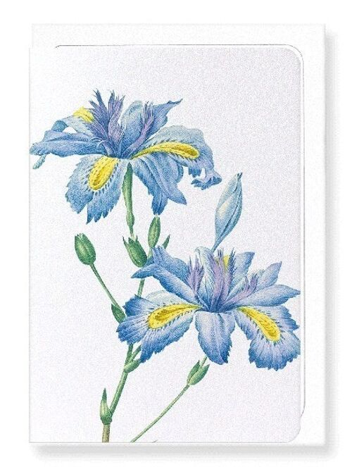 BUTTERFLY FLOWER  (DETAIL): Greeting Card