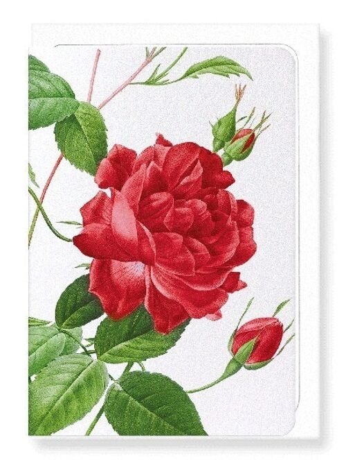 RED BENGAL RED ROSE (DETAIL): Greeting Card