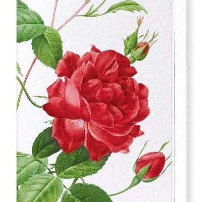 RED BENGAL RED ROSE (DETAIL): Greeting Card