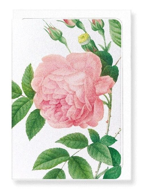 PINK ROSE NO.1 (DETAIL): Greeting Card