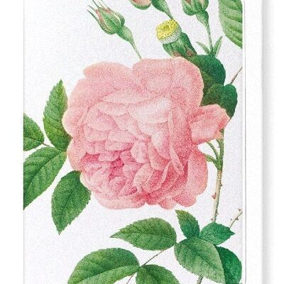 PINK ROSE NO.1 (DETAIL): Greeting Card