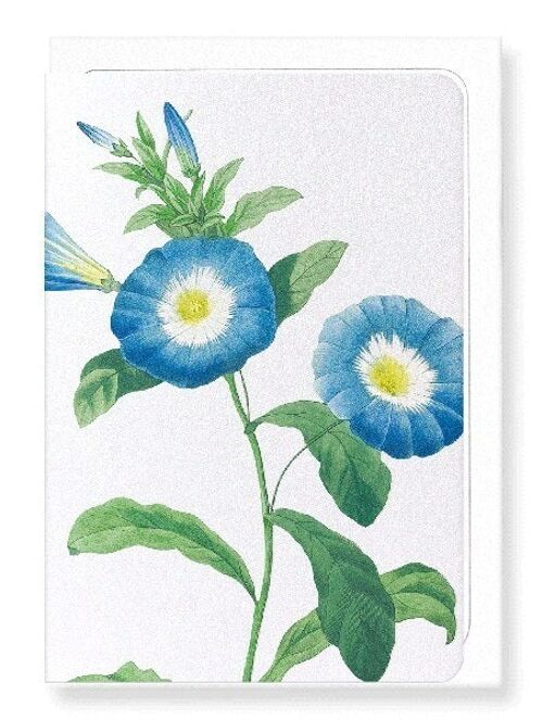 FIELD BINDWEED (DETAIL): Greeting Card