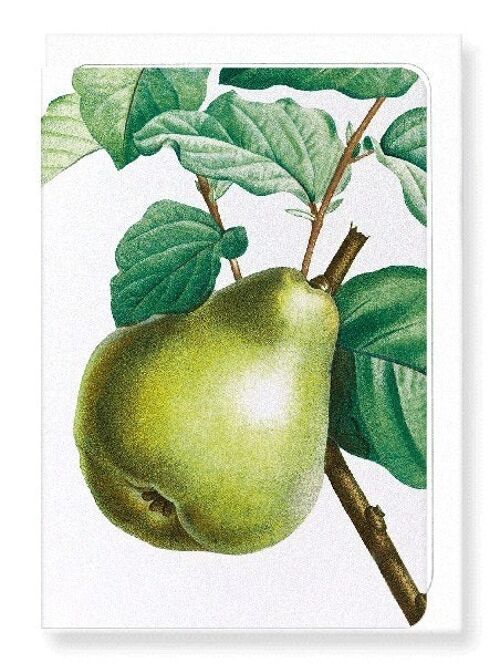 PEAR NO.2 (DETAIL): Greeting Card