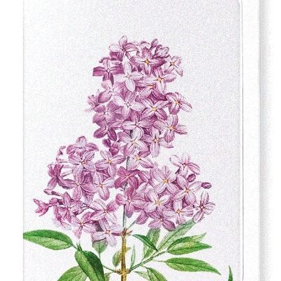 LILAC NO.3 (DETAIL): Greeting Card