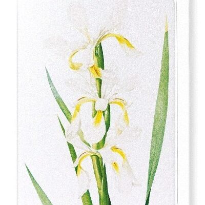 IRIS  (DETAIL): Greeting Card