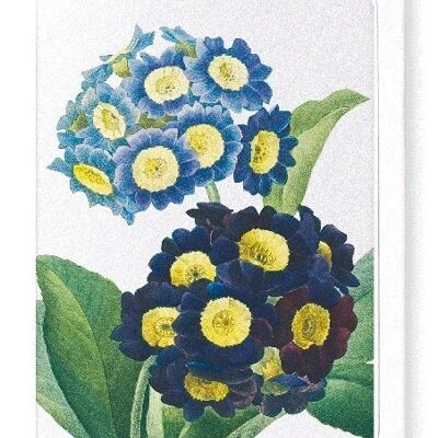 PRIMULA AURICULA NO.1 (DETAIL): Greeting Card