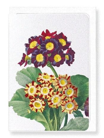 PRIMULA AURICULA NO.2 (DÉTAIL): Carte de vœux 1