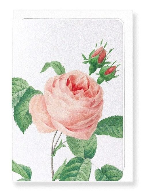 PINK ROSE NO.2 (DETAIL): Greeting Card