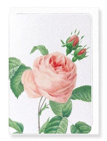 ROSE ROSE NO.2 (DÉTAIL): Carte de vœux 1