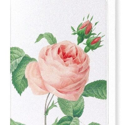 PINK ROSE NO.2 (DETAIL): Greeting Card