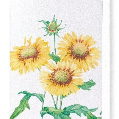 GALLARDIA BLANKET FLOWER (DETAIL): Greeting Card