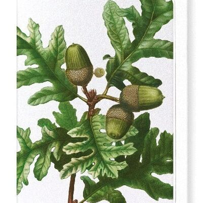 PYRENEAN OAK (DETAIL): Greeting Card