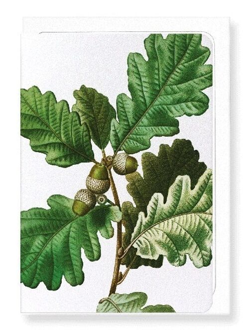 COMMON OAK (DETAIL): Greeting Card