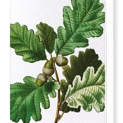 COMMON OAK (DETAIL): Greeting Card