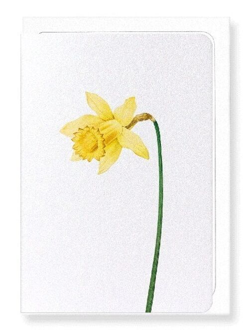 LENT LILY WILD DAFFODIL (DETAIL): Greeting Card