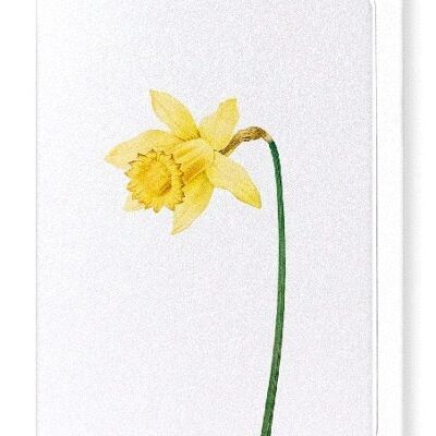 GIGLIO DI QUARESIMA NARCISO SELVATICO (DETTAGLIO): Biglietto d'auguri