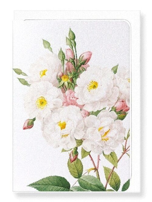 NOISETTE ROSE (DETAIL): Greeting Card