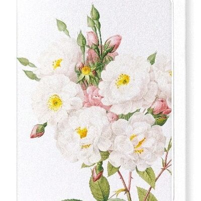 NOISETTE ROSE (DETAIL): Greeting Card