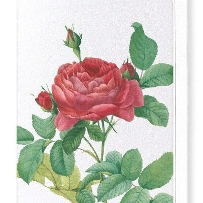 GALLICA ROSE PONTIANA (DETAIL): Greeting Card