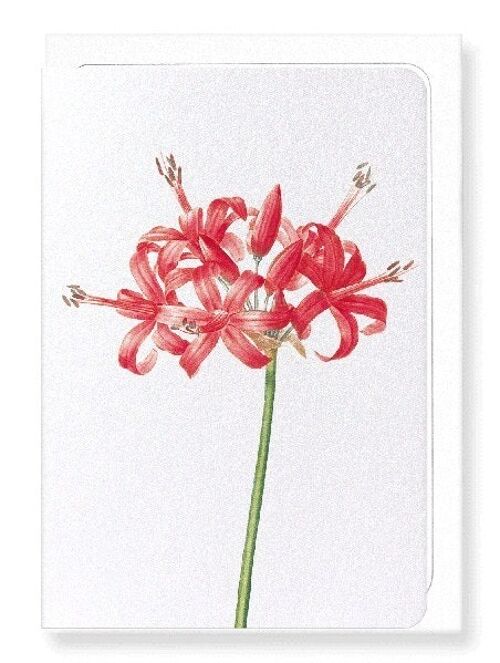 GUERNSEY OR JERSEY LILY (DETAIL): Greeting Card