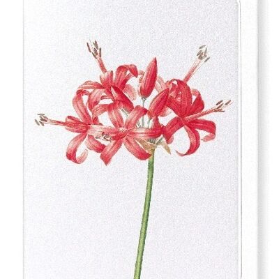 GUERNSEY OR JERSEY LILY (DETAIL): Greeting Card