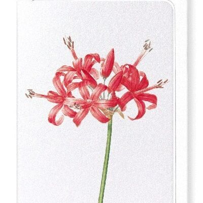 GUERNSEY OR JERSEY LILY (DETAIL): Greeting Card