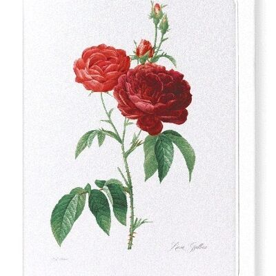 DARK RED GALLICA ROSES (FULL): Greeting Card