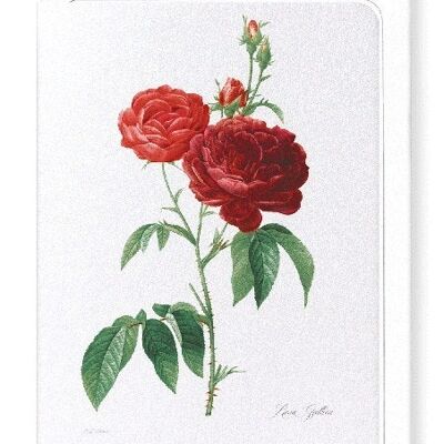 DARK RED GALLICA ROSES (FULL): Greeting Card