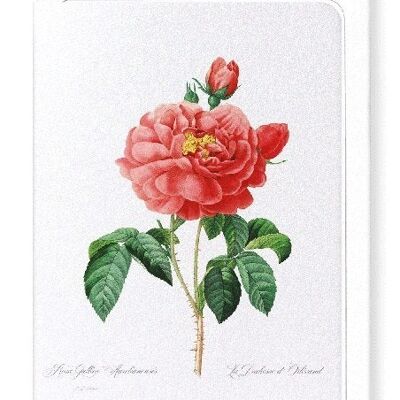 GALLICA ROSE (FULL): Greeting Card